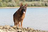 BERGER ALLEMAND 105